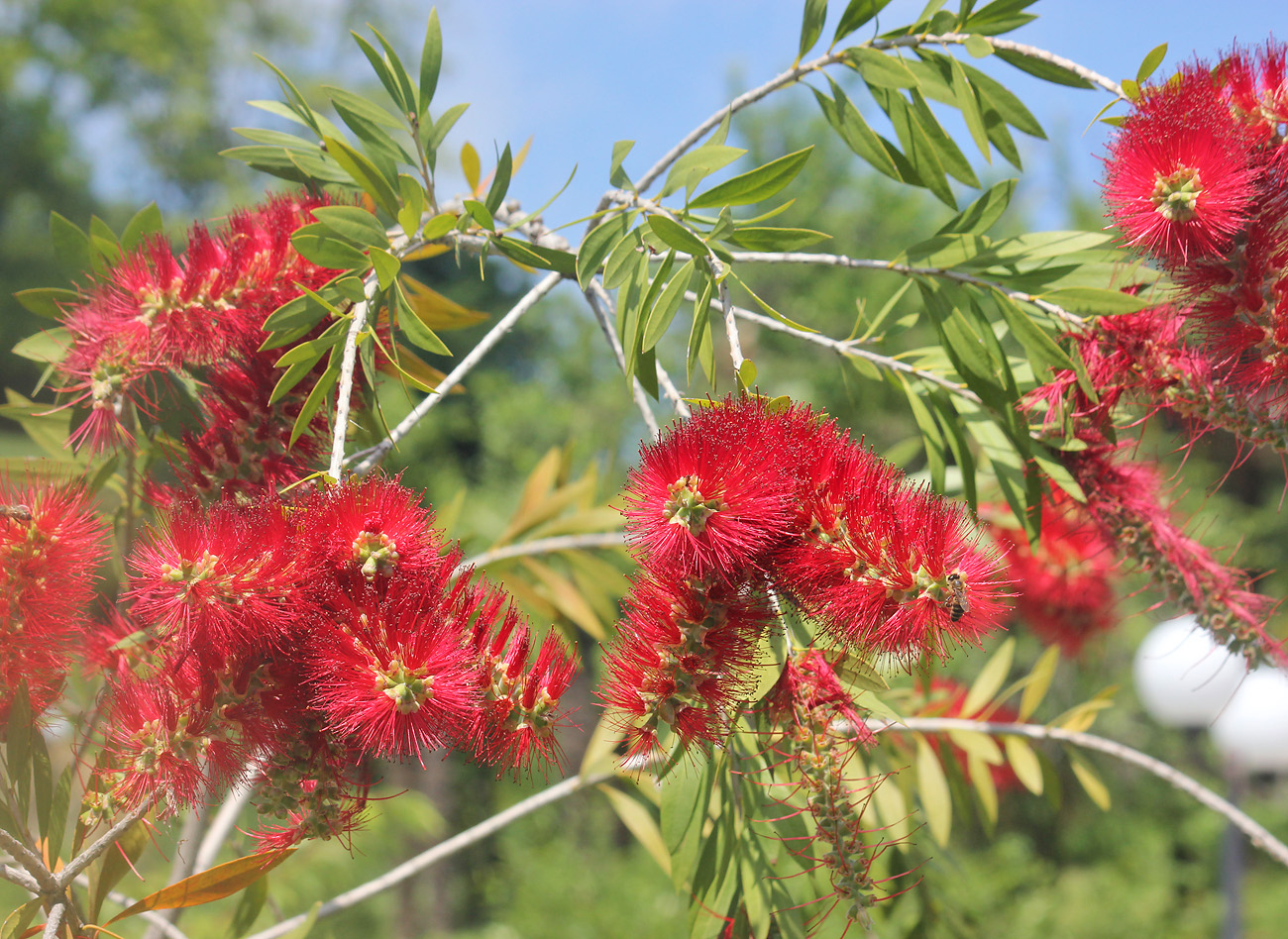 Image of Callistemon phoeniceus specimen.