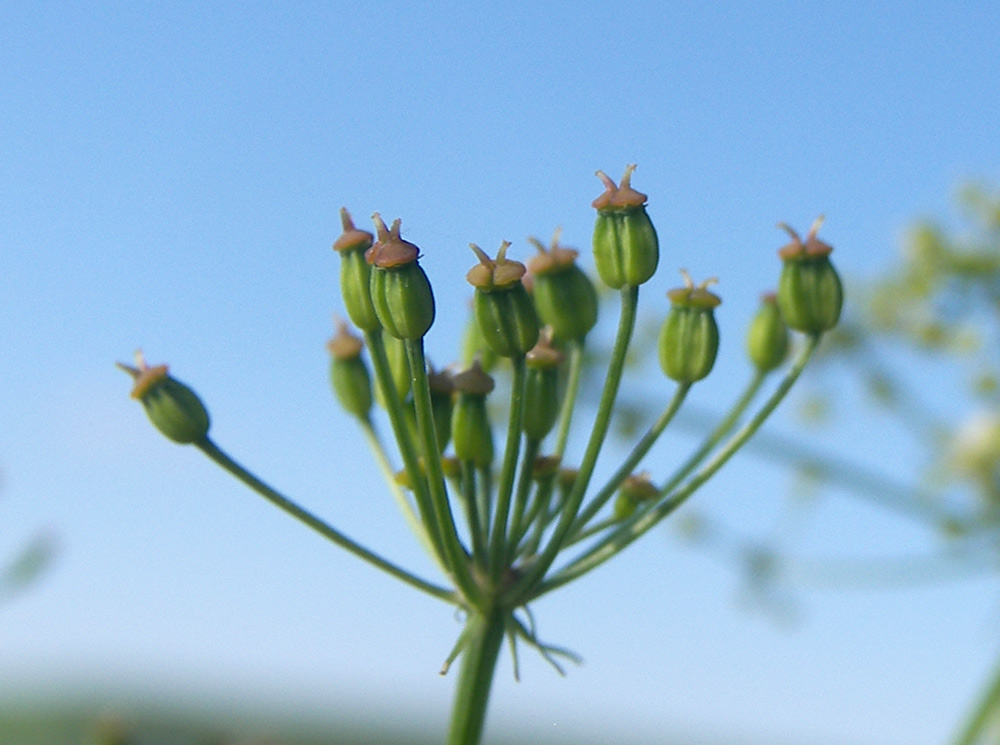 Изображение особи Eleutherospermum cicutarium.