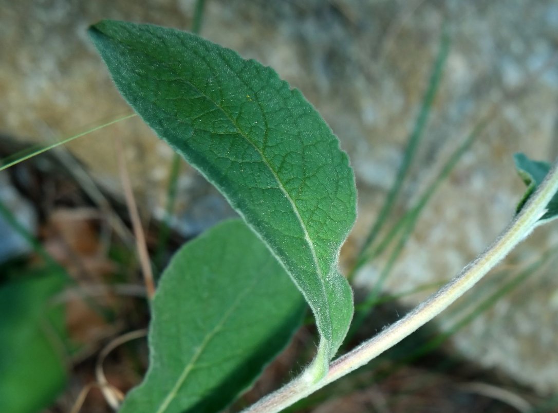 Изображение особи Inula conyza.