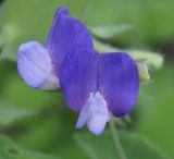 Lathyrus laxiflorus