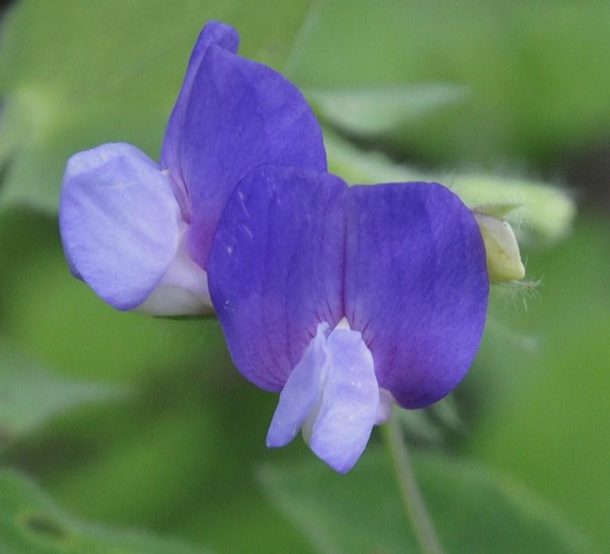 Изображение особи Lathyrus laxiflorus.