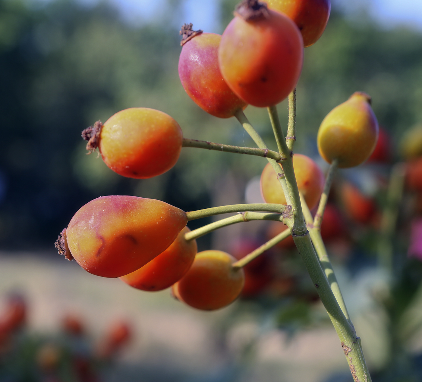 Изображение особи Rosa canina.