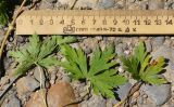 Geranium sibiricum. Листья (слева - вид с нижней стороны). Восточный Казахстан, г. Усть-Каменогорск, правый берег р. Иртыш, луг. 16.07.2017.