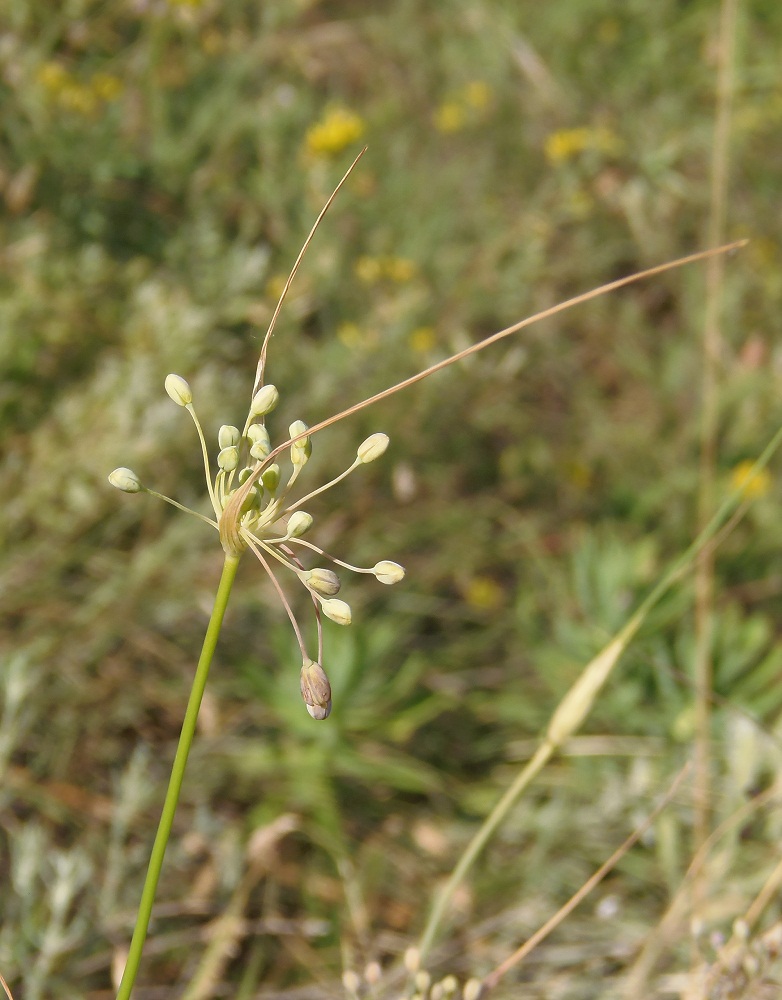 Image of Allium paczoskianum specimen.