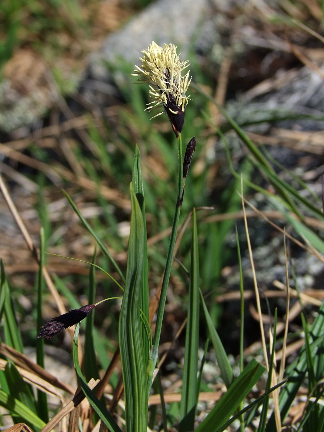 Изображение особи Carex riishirensis.