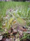 Amelanchier alnifolia. Молодые растения. Пермский край, г. Пермь, Кировский р-н, разреженный сосновый бор. 20.05.2017.