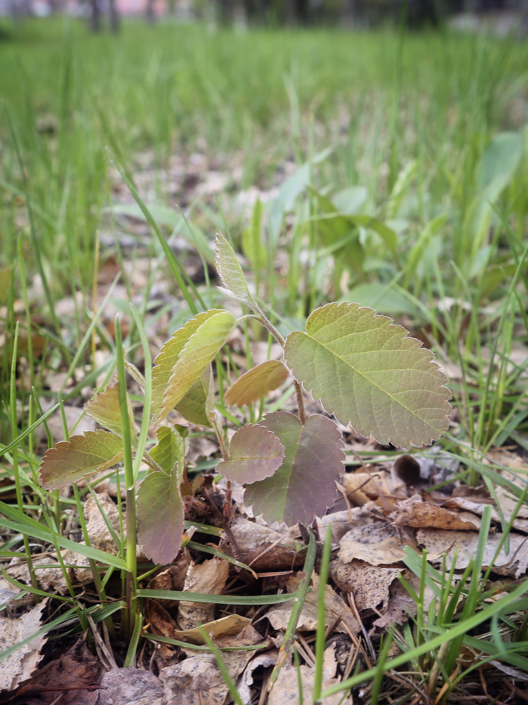 Image of Amelanchier alnifolia specimen.