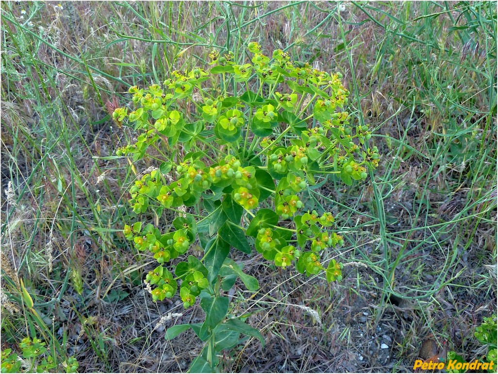 Изображение особи Euphorbia agraria.