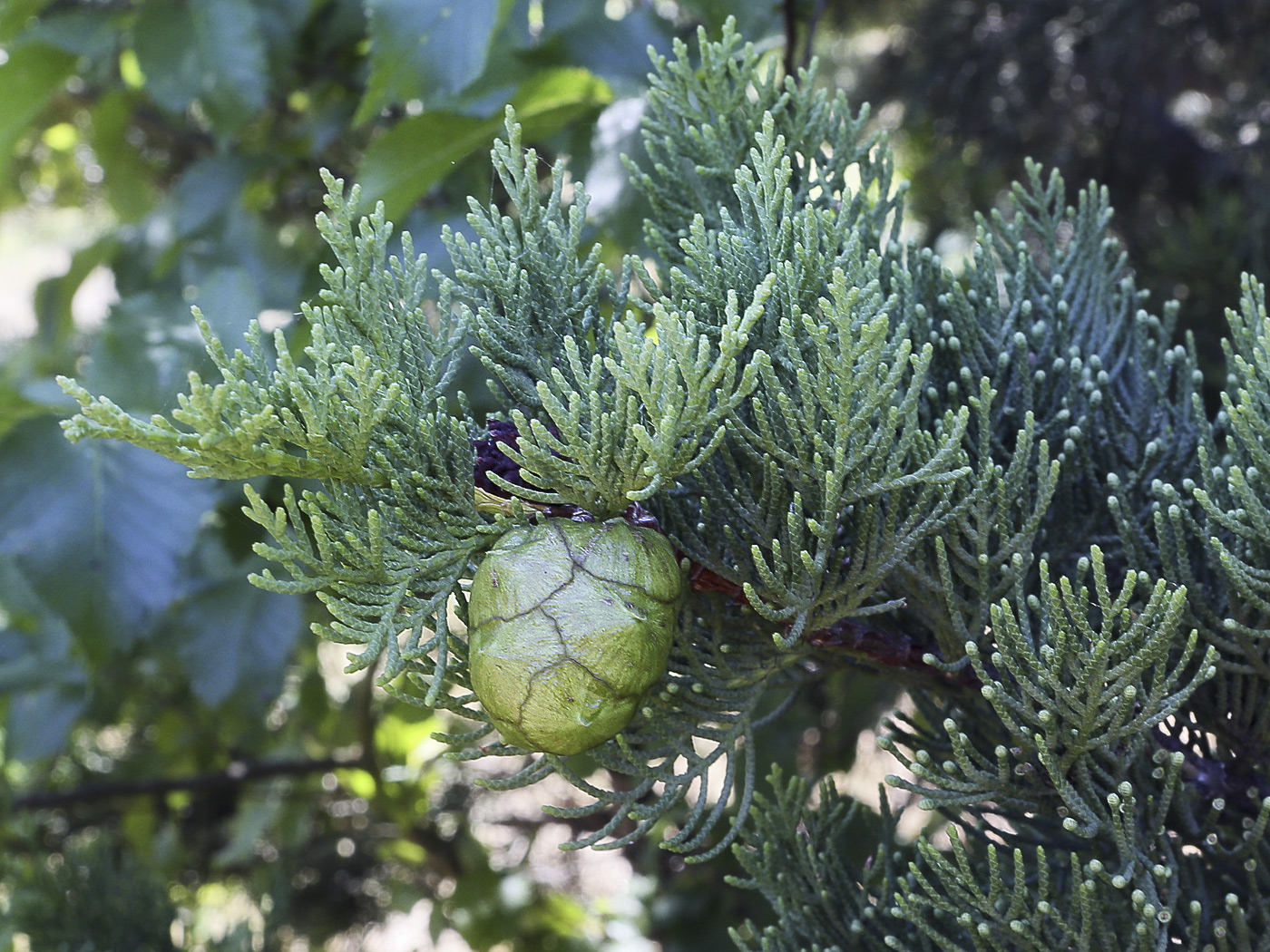 Image of Cupressus sempervirens specimen.