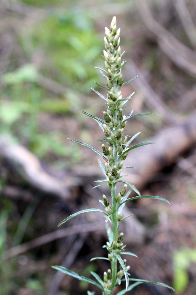 Image of Omalotheca sylvatica specimen.