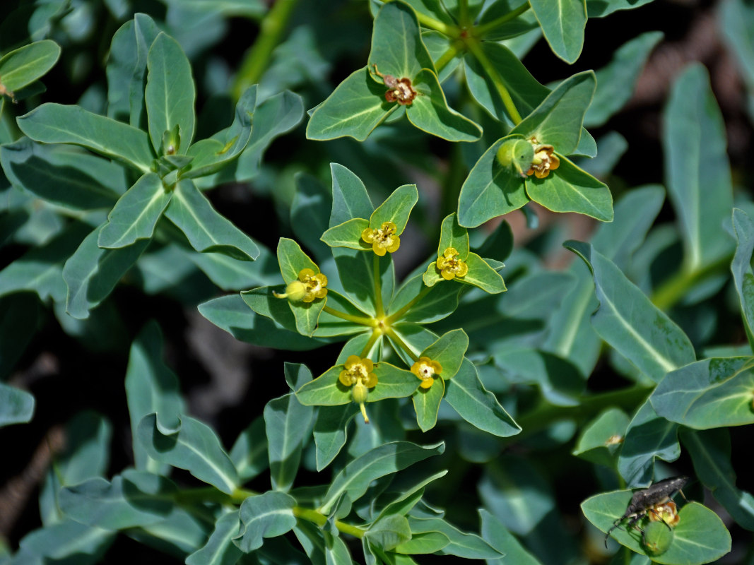 Изображение особи Euphorbia mongolica.