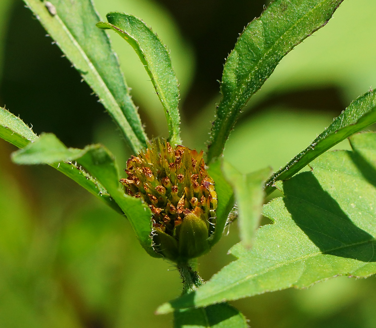 Image of Bidens frondosa specimen.