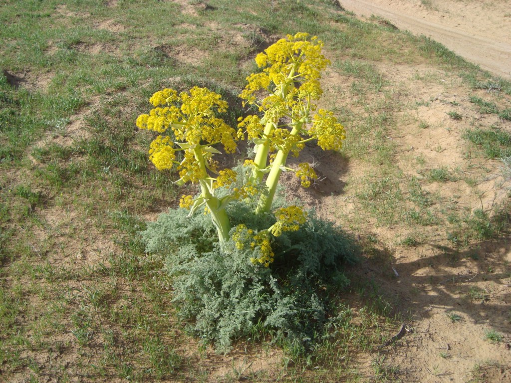 Изображение особи Ferula gummosa.