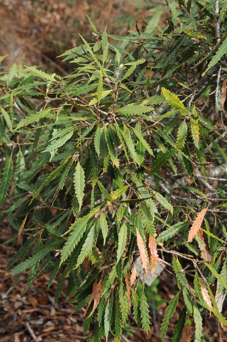Image of Notholithocarpus densiflorus specimen.