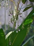 Thalia geniculata. Часть побега с соцветием. Малайзия, Куала-Лумпур, в культуре. 02.05.2017.