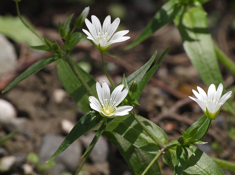 Image of Cerastium holosteum specimen.