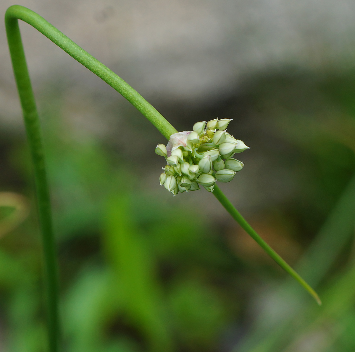 Изображение особи Allium montanostepposum.