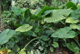 Alocasia odora