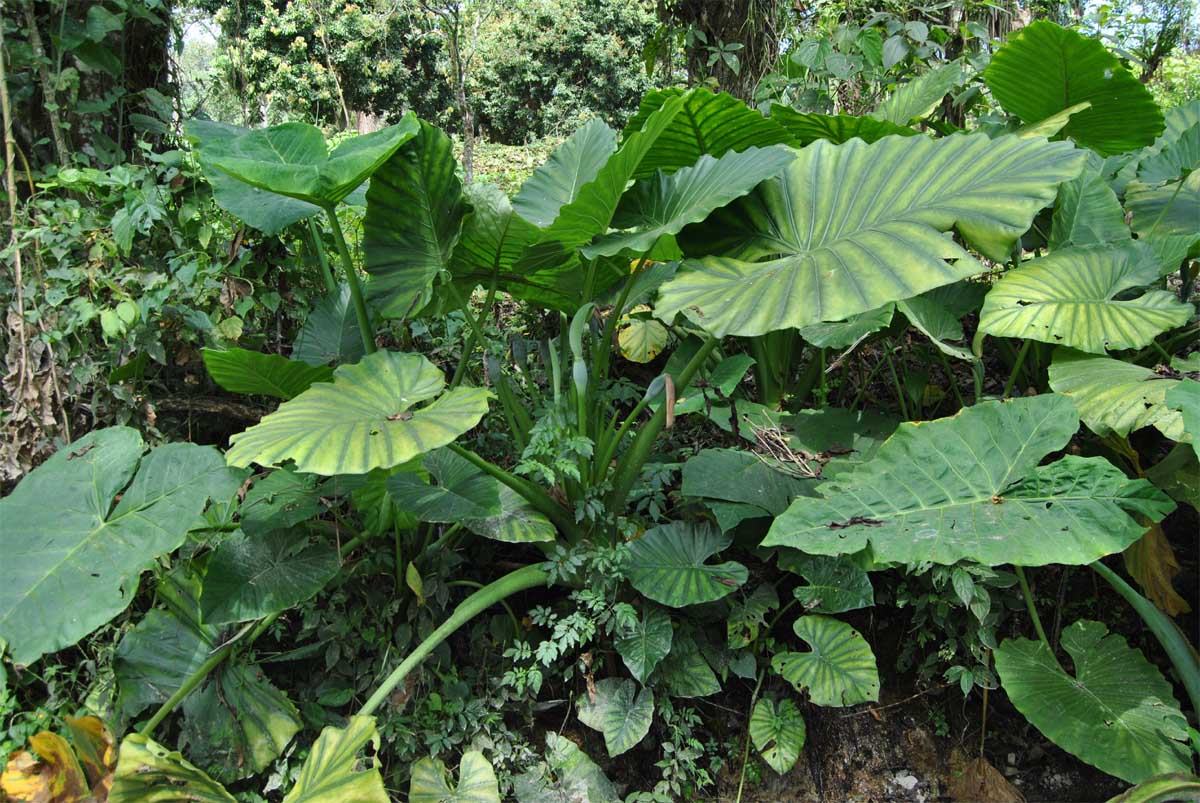 Image of Alocasia odora specimen.