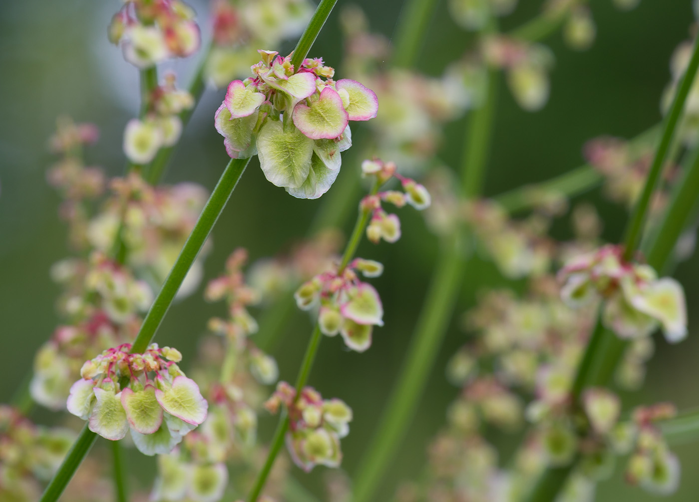 Image of Rumex acetosa specimen.