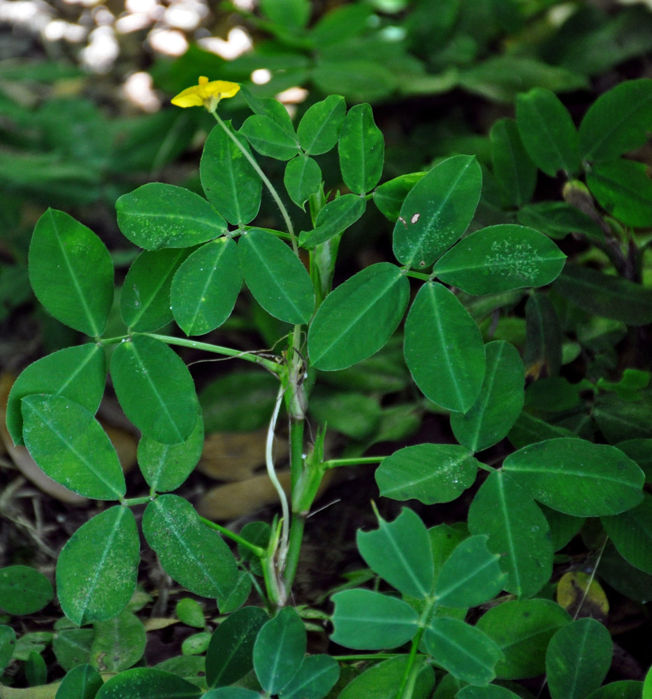 Изображение особи Arachis pintoi.