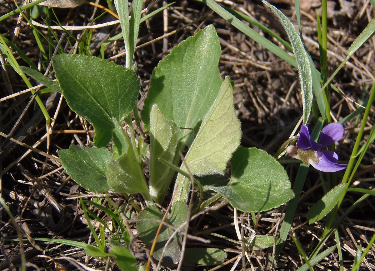 Изображение особи Viola ambigua.