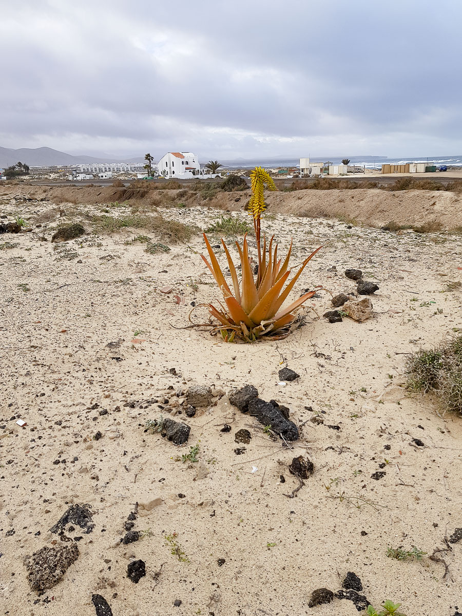 Изображение особи Aloe vera.