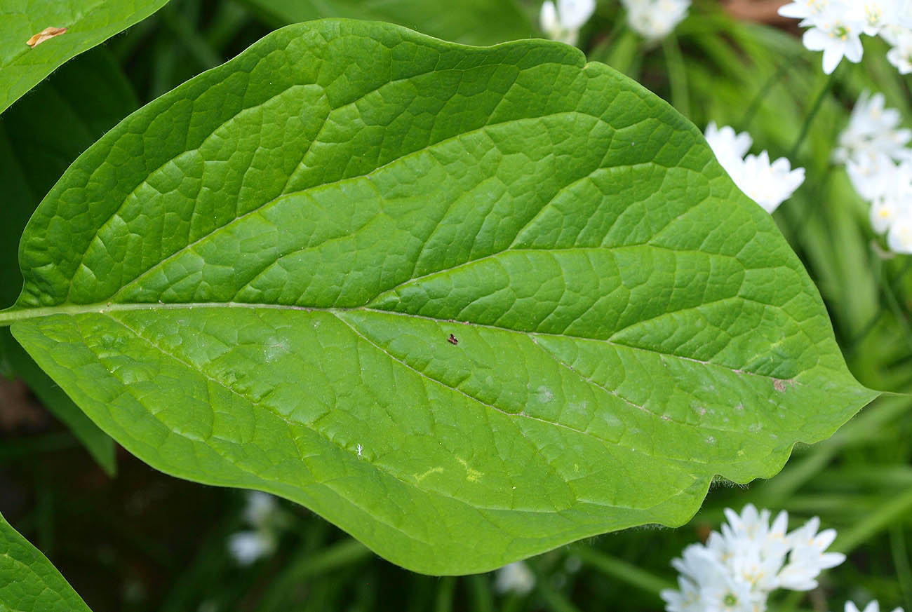 Image of Paeonia macrophylla specimen.