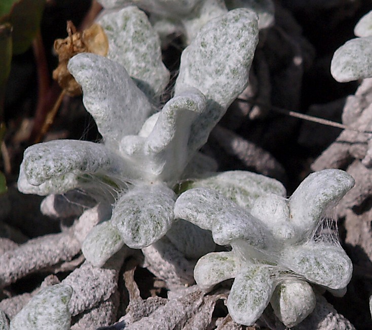 Изображение особи Salvia canescens.