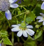 Pericallis hybrida