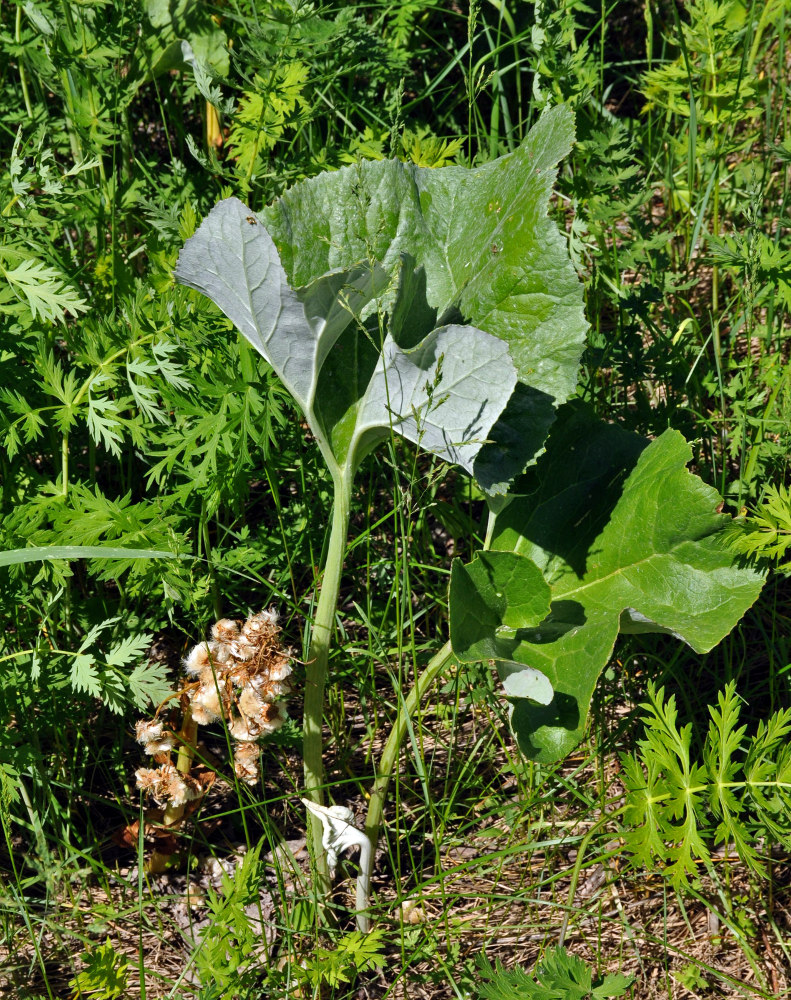 Image of Petasites spurius specimen.