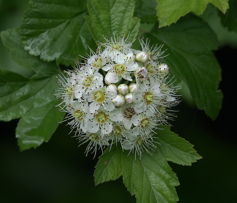 Image of Physocarpus opulifolius specimen.