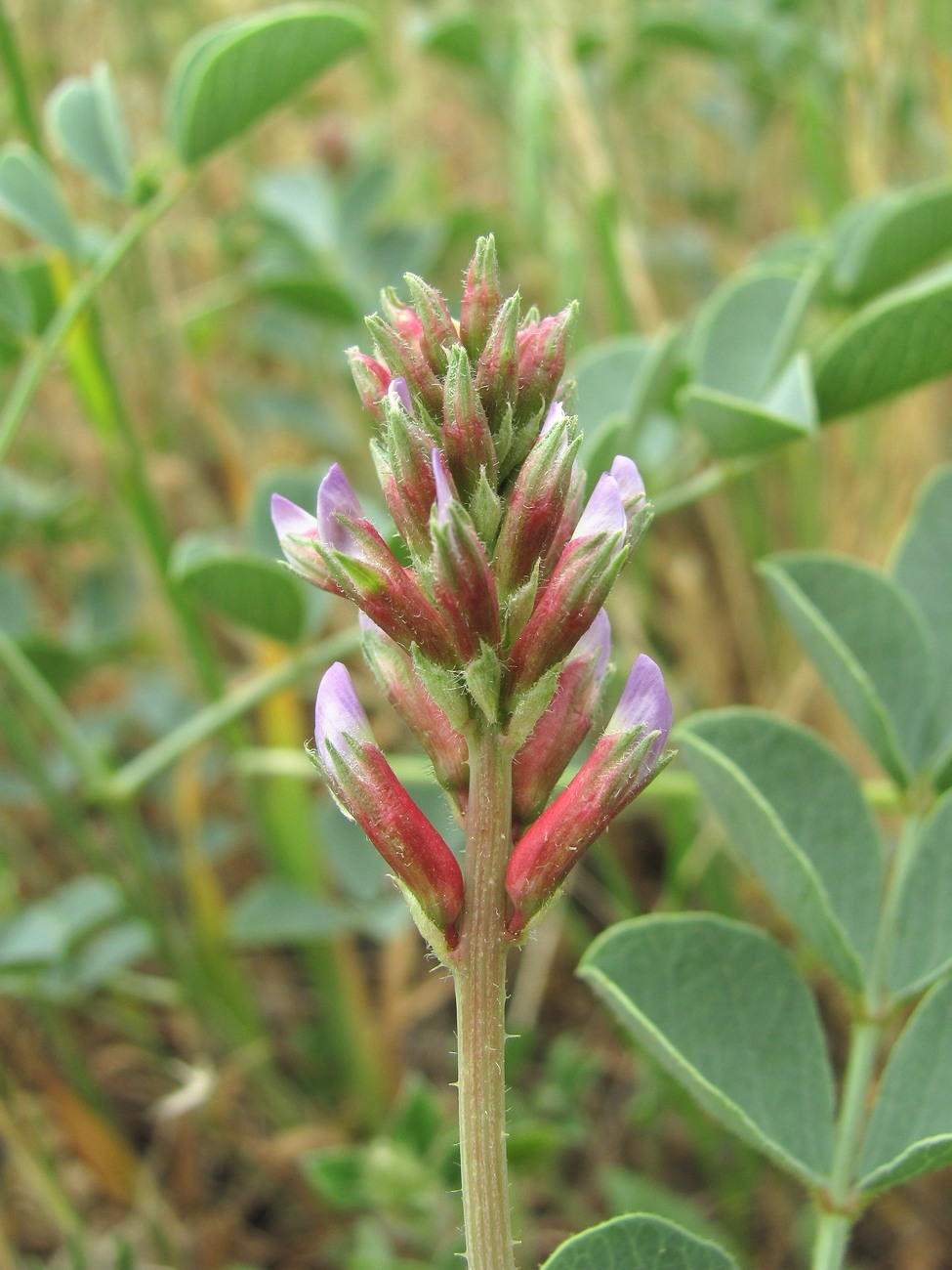 Изображение особи Glycyrrhiza aspera.