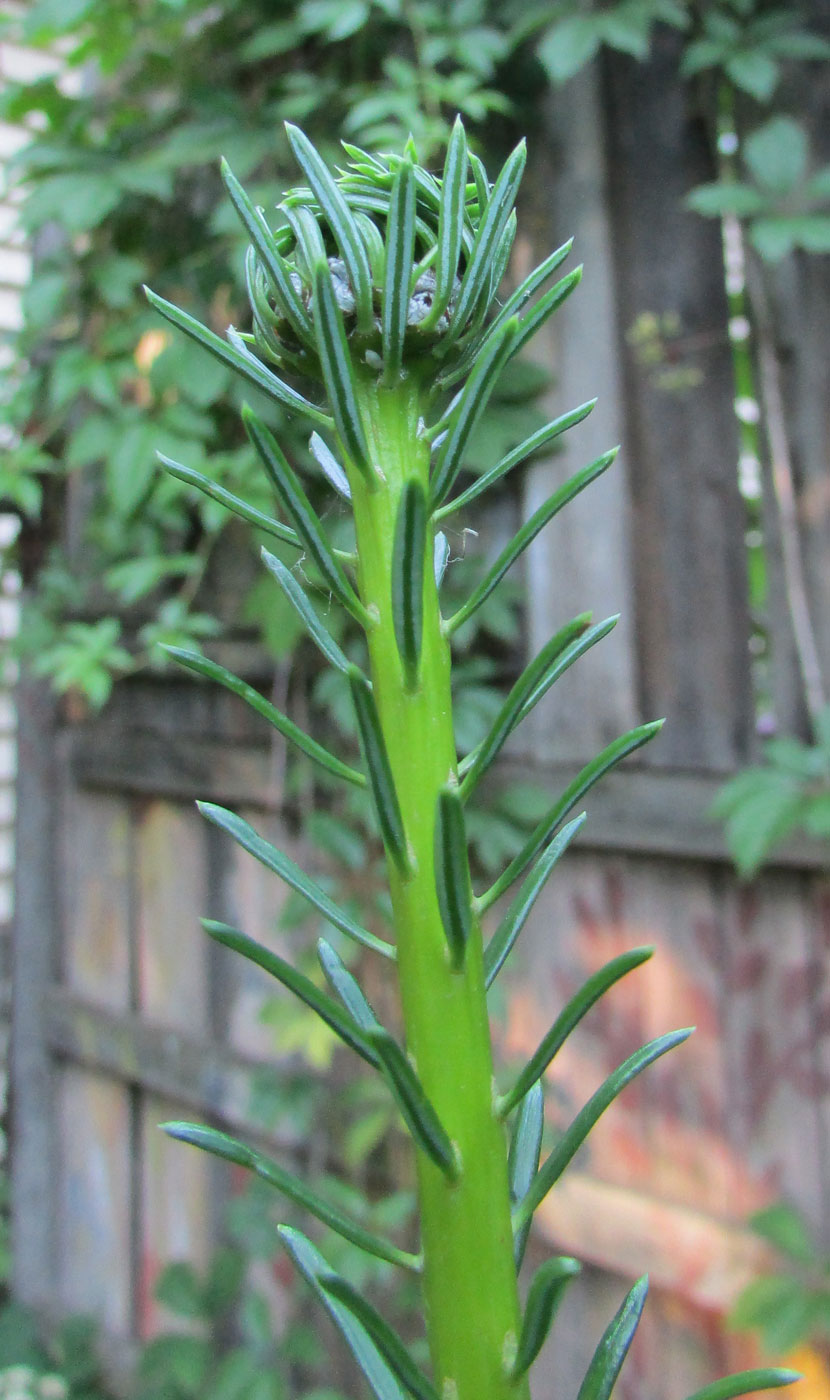 Image of Abies grandis specimen.