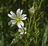 Cerastium davuricum. Цветок. Пермский край, Верещагинский р-н, окр. дер. Усть-Сепыч, долина р. Лысьва, заросли на высоком берегу. 7 июля 2018 г.