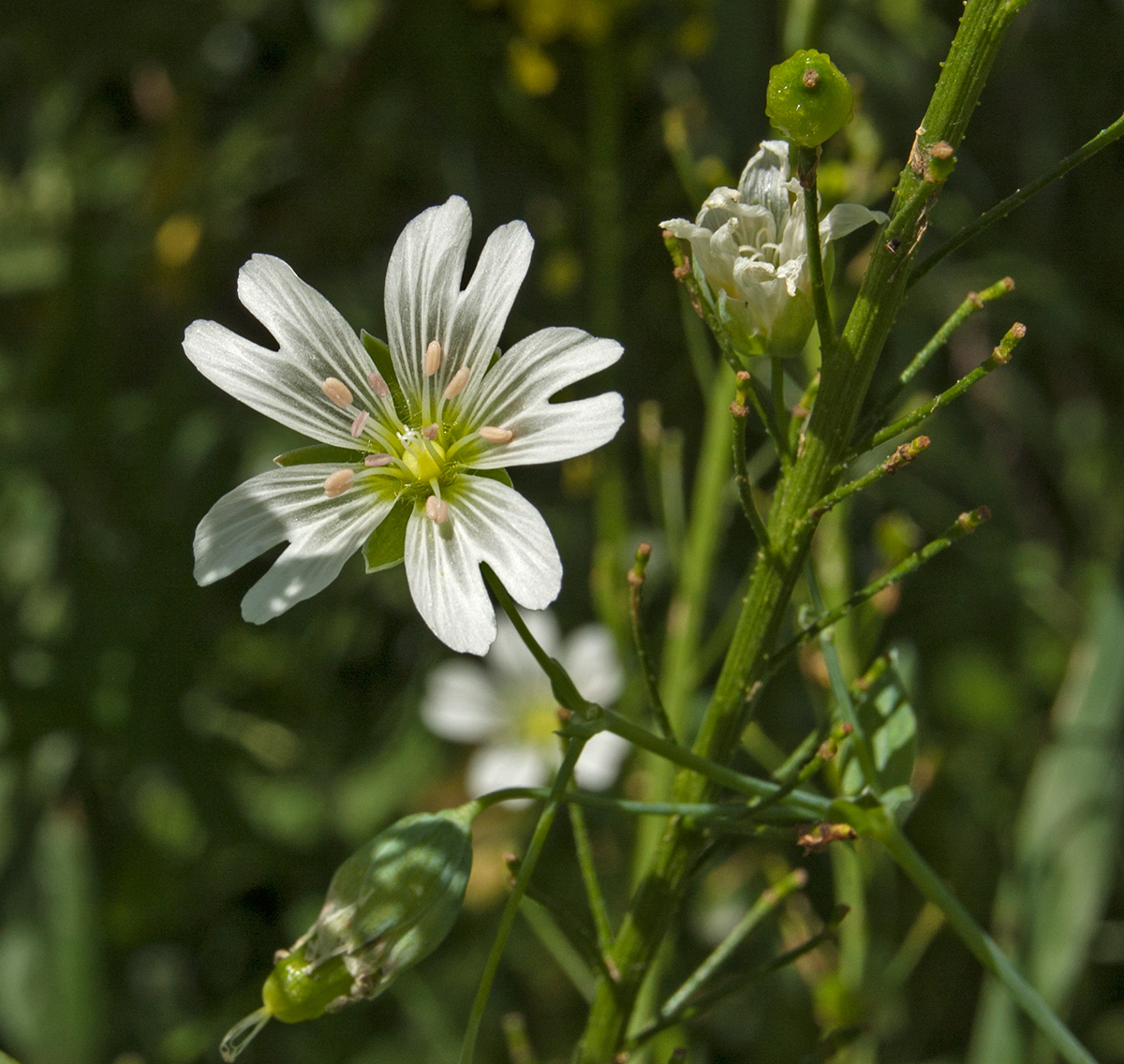 Изображение особи Cerastium davuricum.