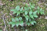 Lathyrus vernus