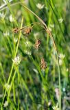 Carex paupercula