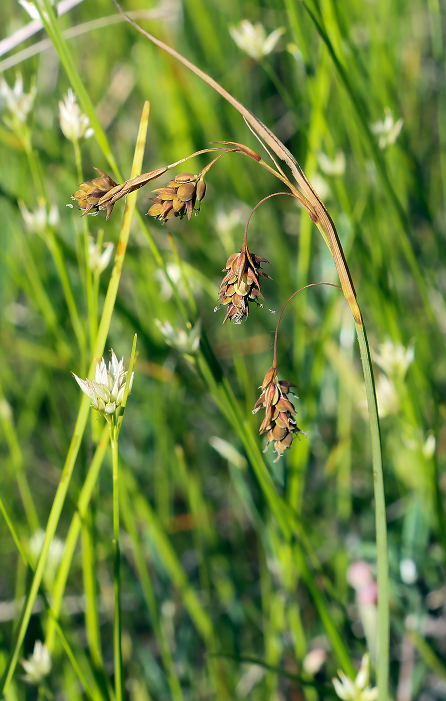 Изображение особи Carex paupercula.