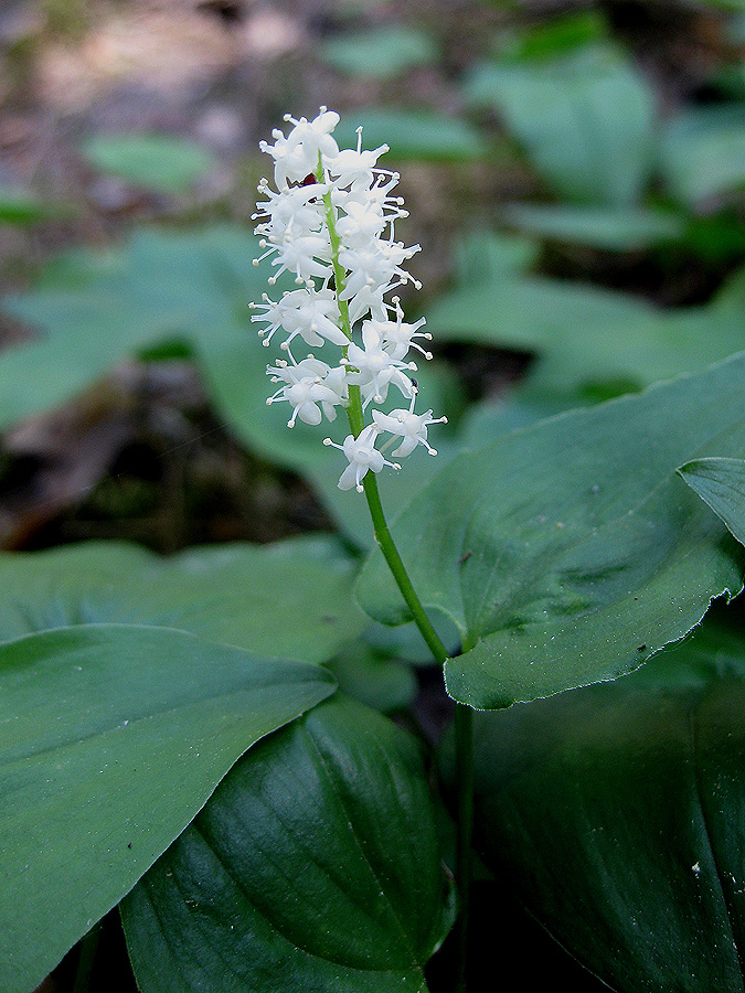 Image of Maianthemum bifolium specimen.