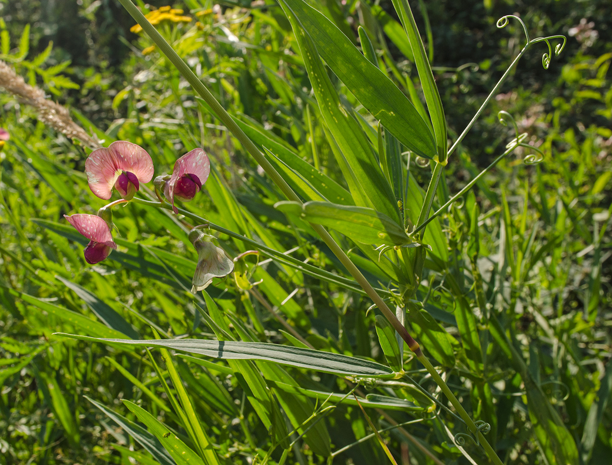 Изображение особи Lathyrus sylvestris.