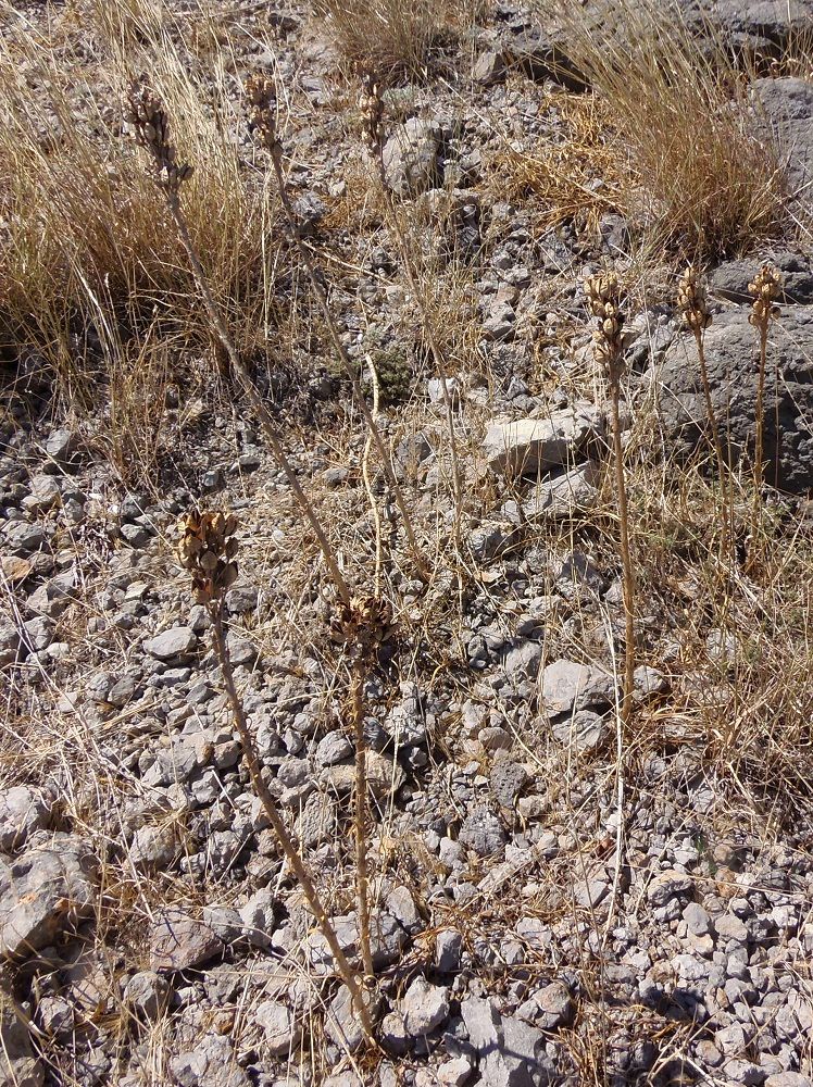 Image of Asphodeline lutea specimen.