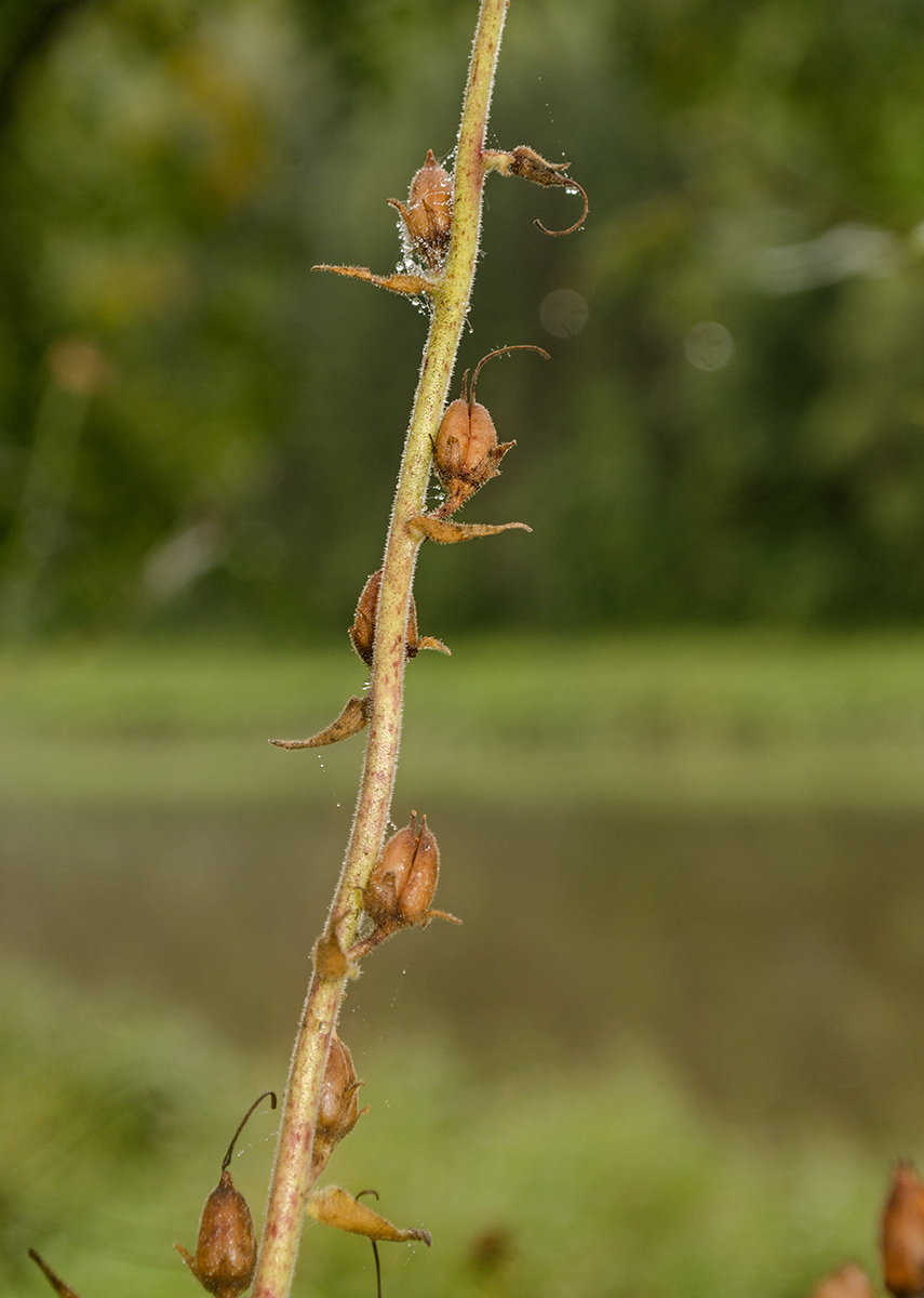 Image of Digitalis grandiflora specimen.