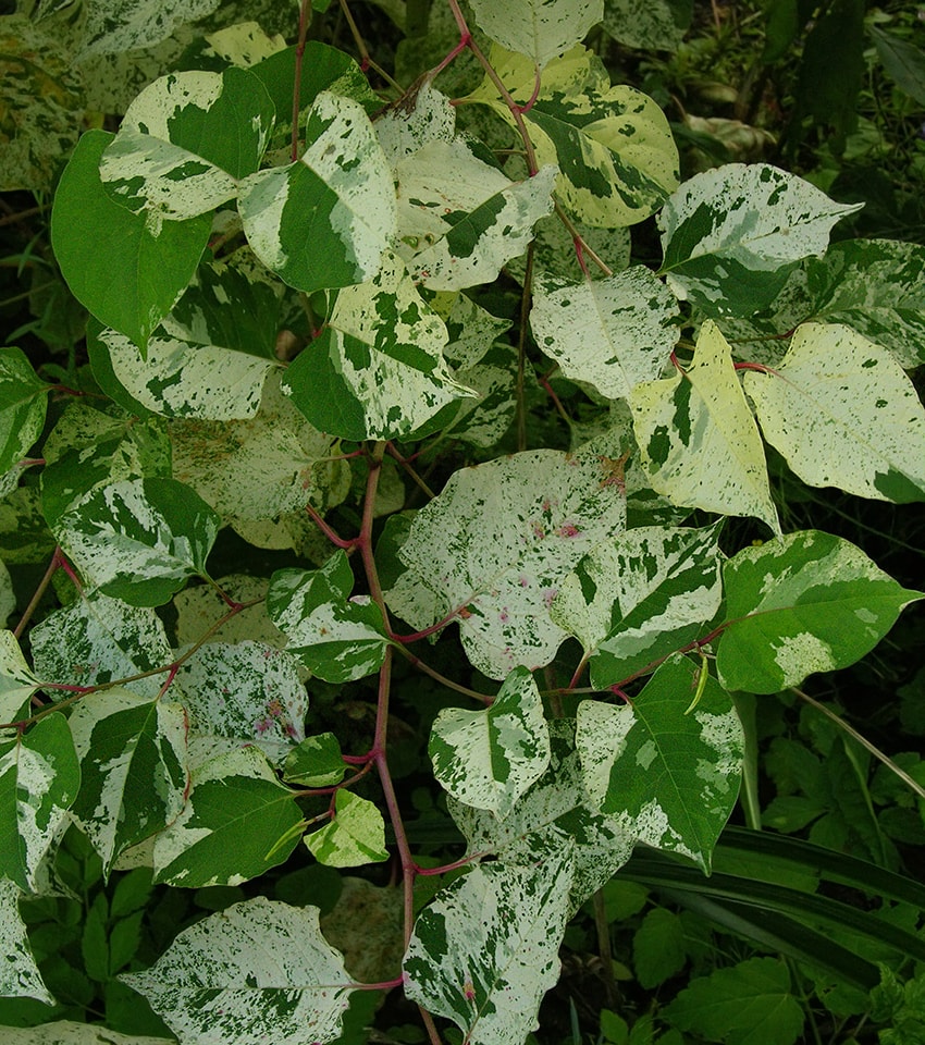 Image of Reynoutria japonica var. compacta specimen.