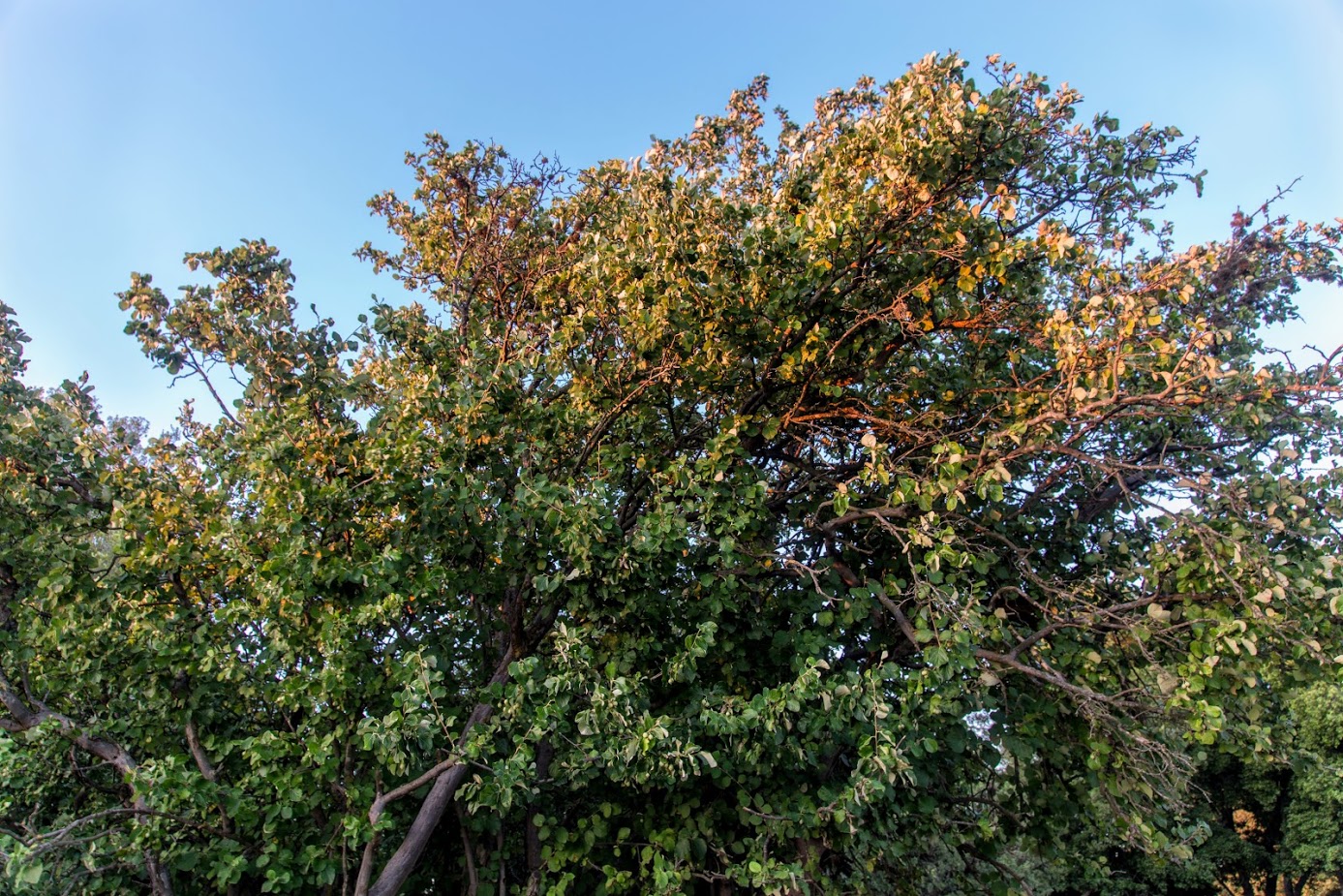 Image of Styrax officinalis specimen.