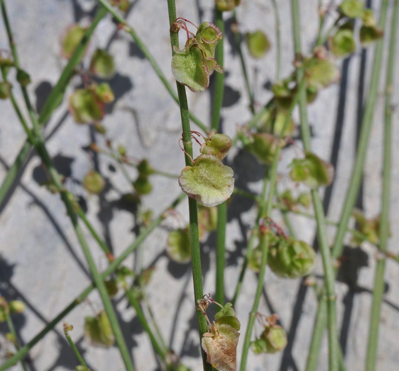 Изображение особи Rumex hastifolius.