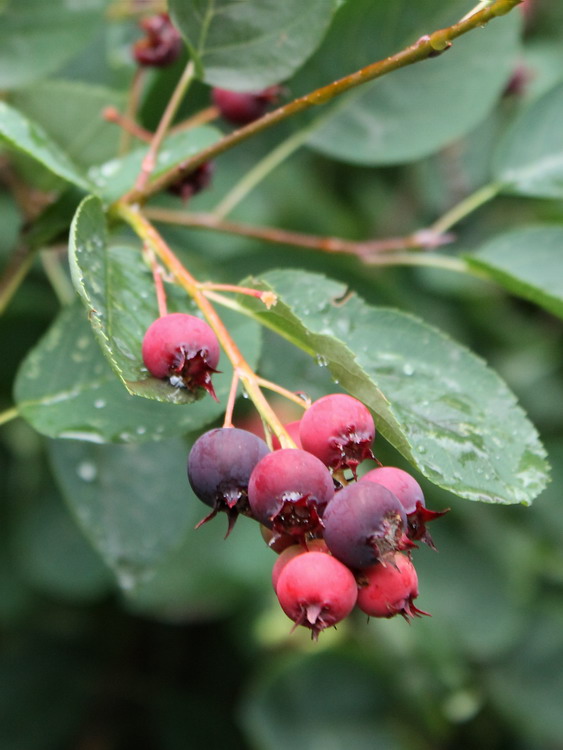 Image of Amelanchier spicata specimen.