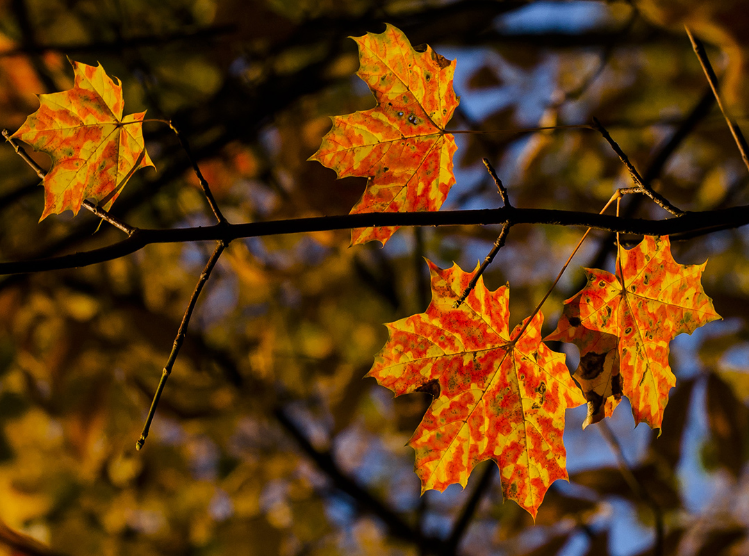 Image of Acer platanoides specimen.