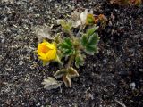 Potentilla fragiformis