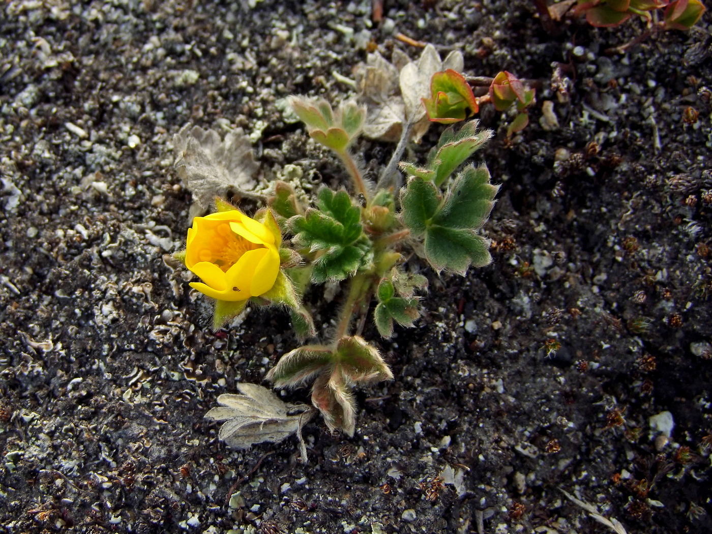 Image of Potentilla fragiformis specimen.